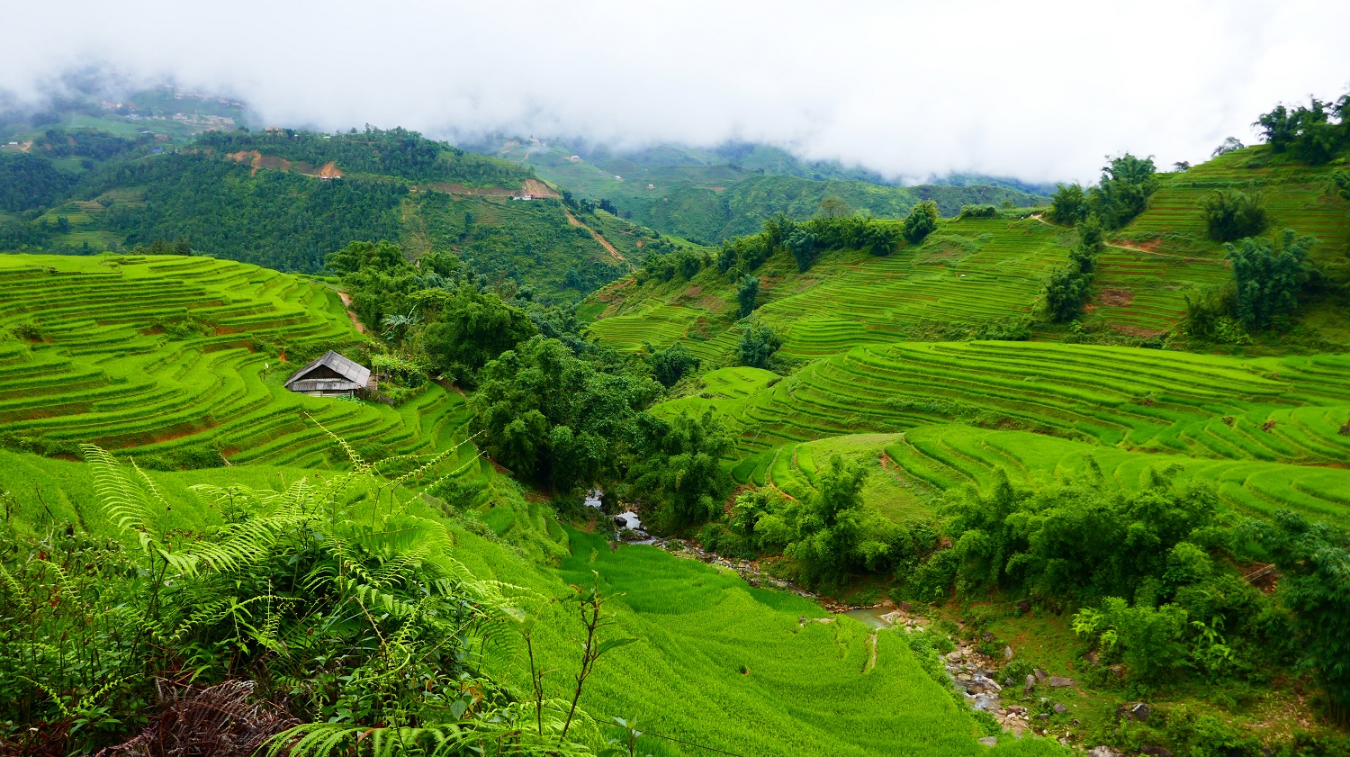 Vietnam, Sapa, rijstvelden